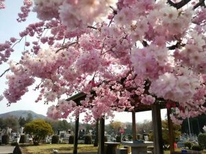 日光樹木葬桜