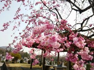 日光樹木葬桜